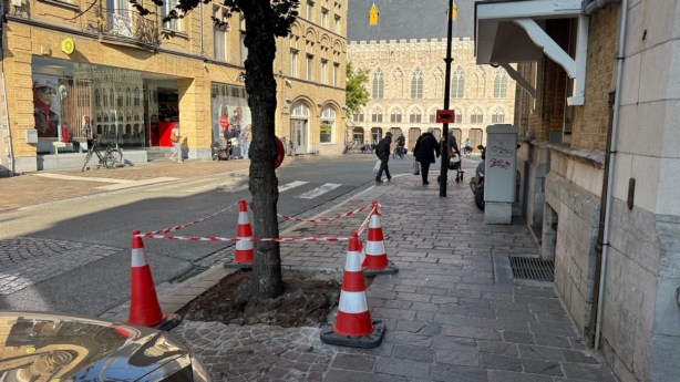 Ieper vergroot boomspiegels om wortelproblemen aan te&nbsp;pakken