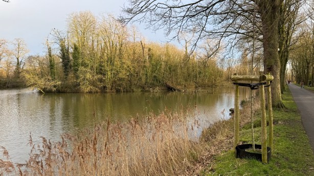 Mysterieuze eilandjes in de Kasteelgracht: Ieper wil ingrijpen bij aftakelende&nbsp;populieren