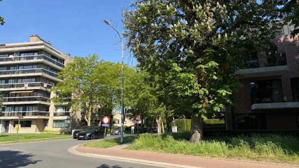 Vandalisme treft 80 jaar oude paardenkastanje in hart van&nbsp;Ieper